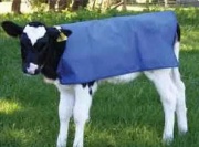 JESMARY - Áo Giữ Ấm Cho Bò Con – Giải Pháp Bảo Vệ Sức Khỏe Trong Mùa Lạnh